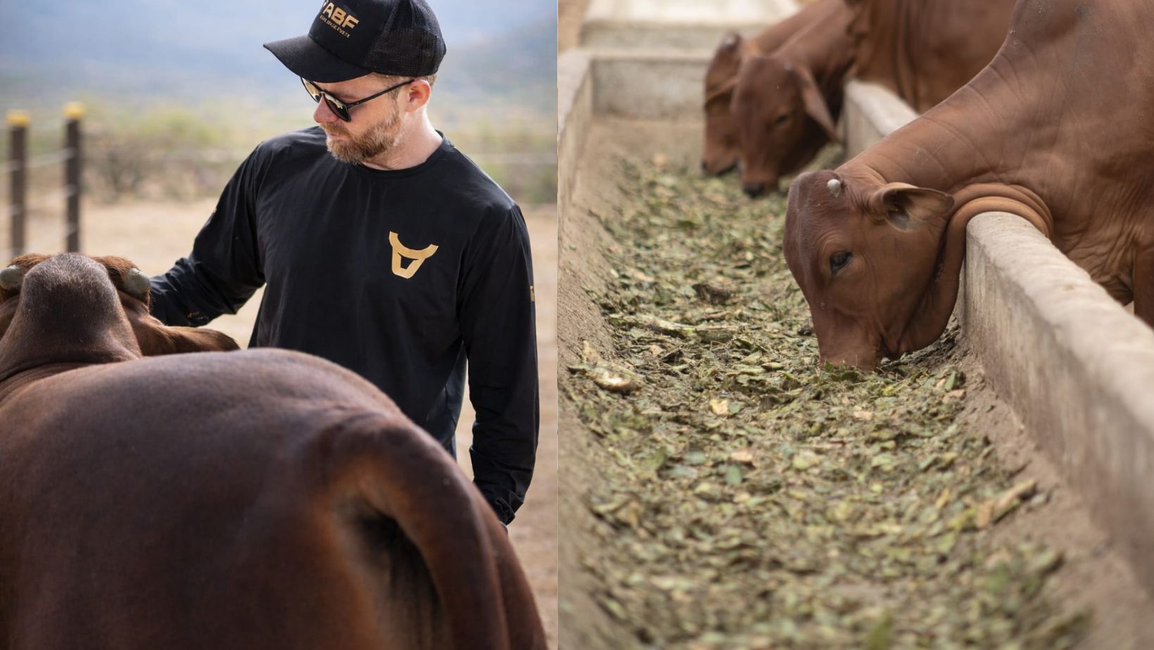 Sindi Agro Brisa Forte / Sindi comendo palma forrageira no cocho