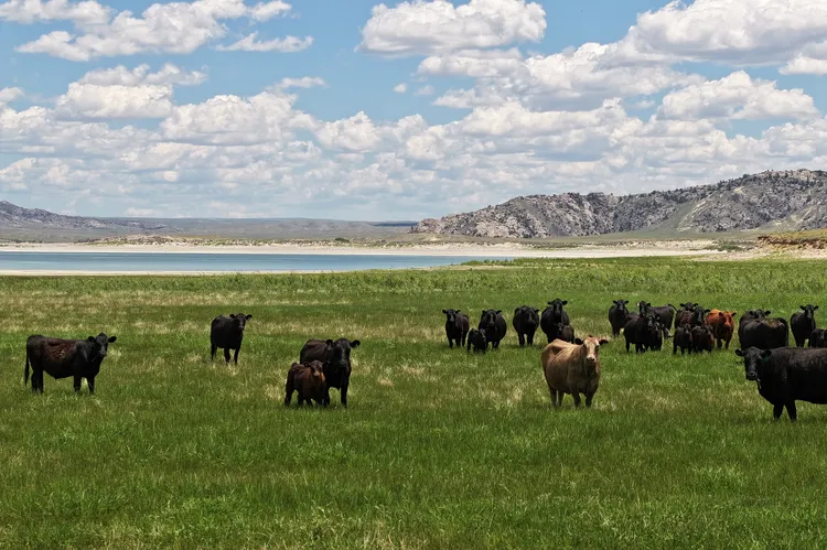 fazendas do Oeste Americano