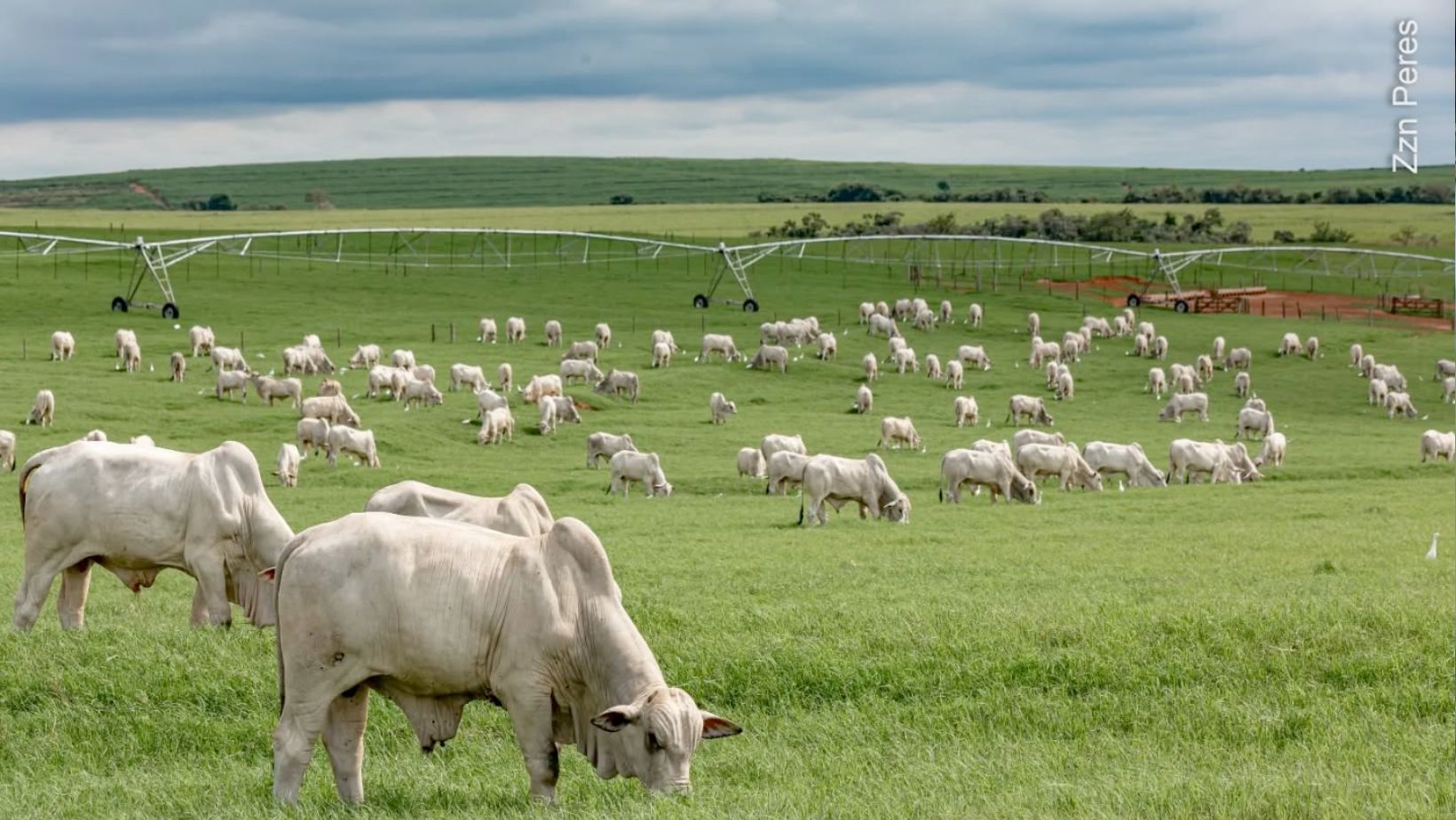 Qual altura do pasto favorece o ganho do Nelore? Estudo encontra faixa entre 25 e 35 centímetros