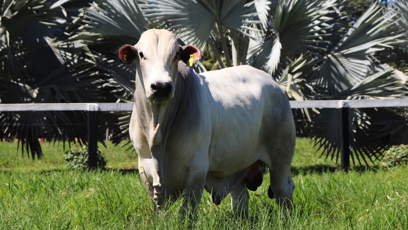 Touro Nelore Cometa - DC10