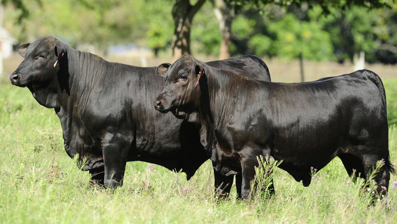 animais da raca brangus - congresso mundial brangus