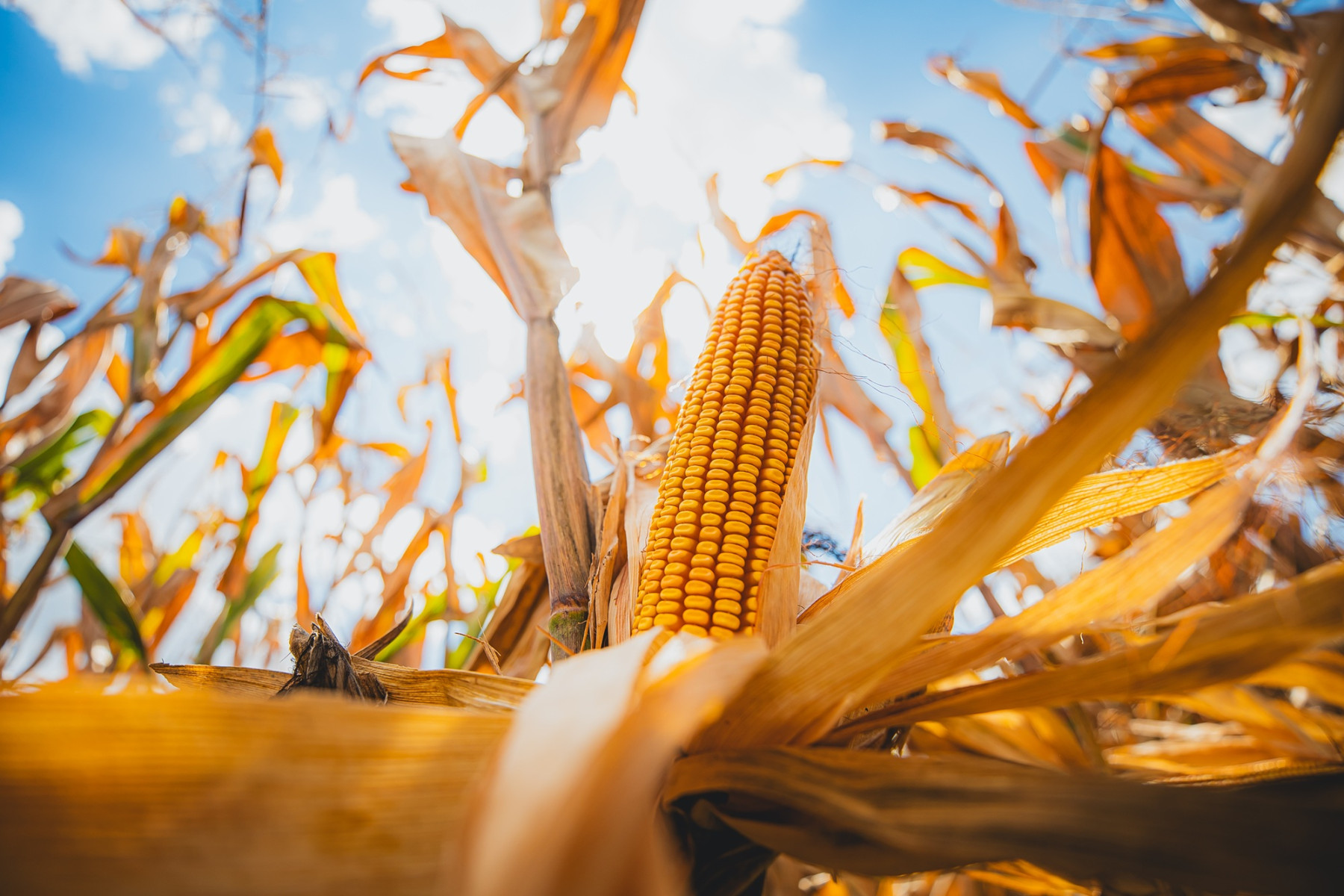 Giro da Safra aponta que Extremo-Oeste deve colher mais de 200 sacas de milho por hectare