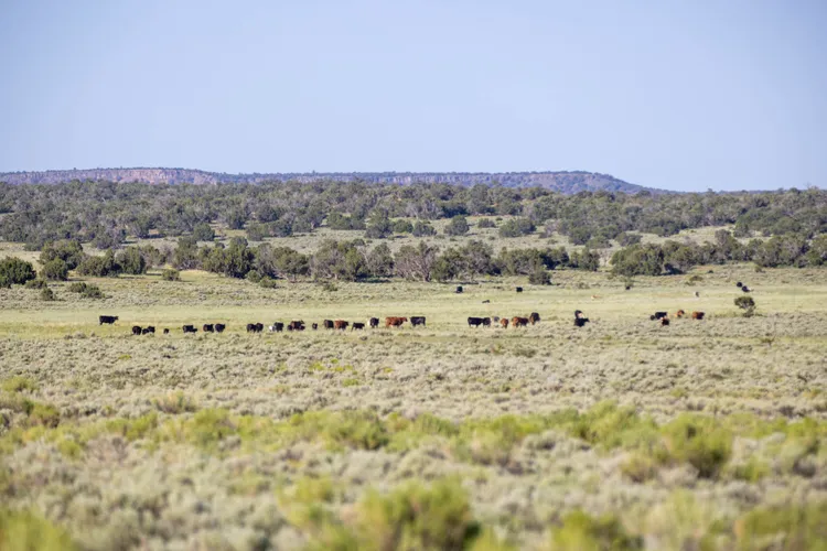 fazendas do Oeste Americano