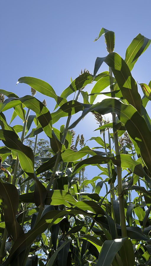 sorgo forrageiro gigante