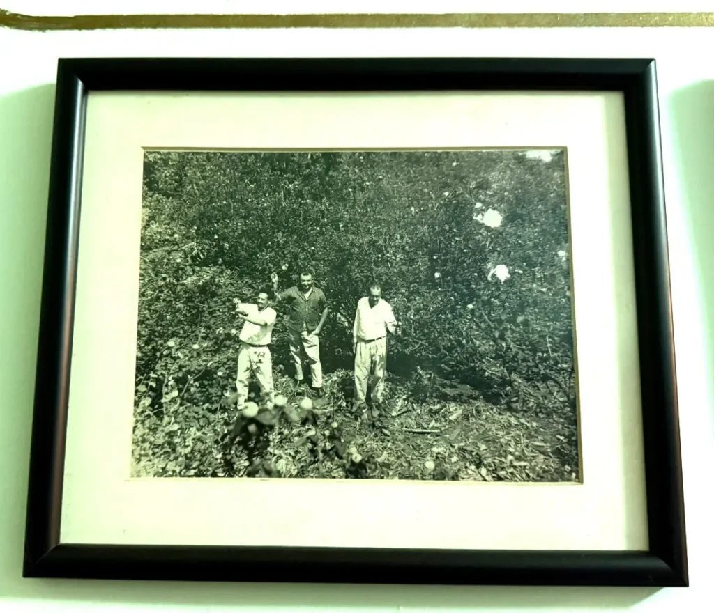 Doce que atravessa séculos: cultivo de marmelo mantém tradição histórica no Entorno do DF