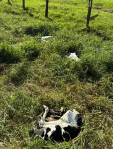 Drone agrícola provoca aborto de bezerras e destrói anos de melhoramento genético; vídeo