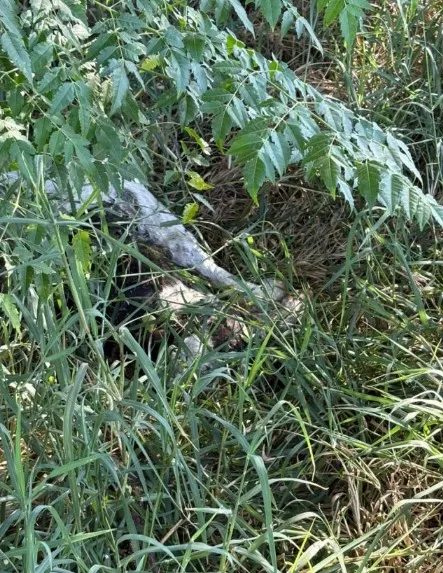 Drone agrícola provoca aborto de bezerras e destrói anos de melhoramento genético; vídeo