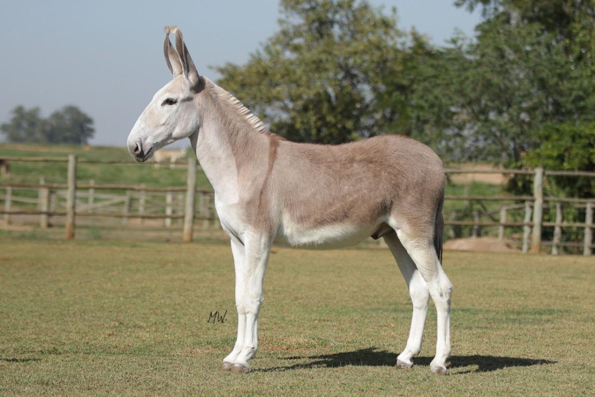 Você pode ter passado a vida inteira confundindo burro, jegue e jumento