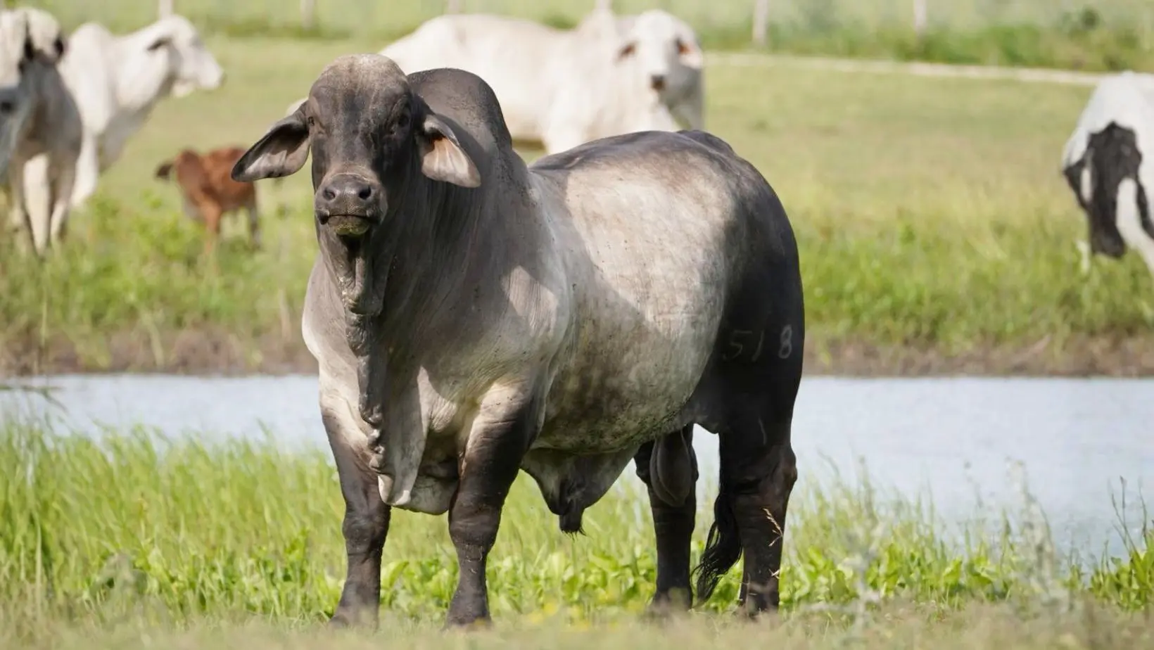 touro da raca brahman - reprodutor Captain