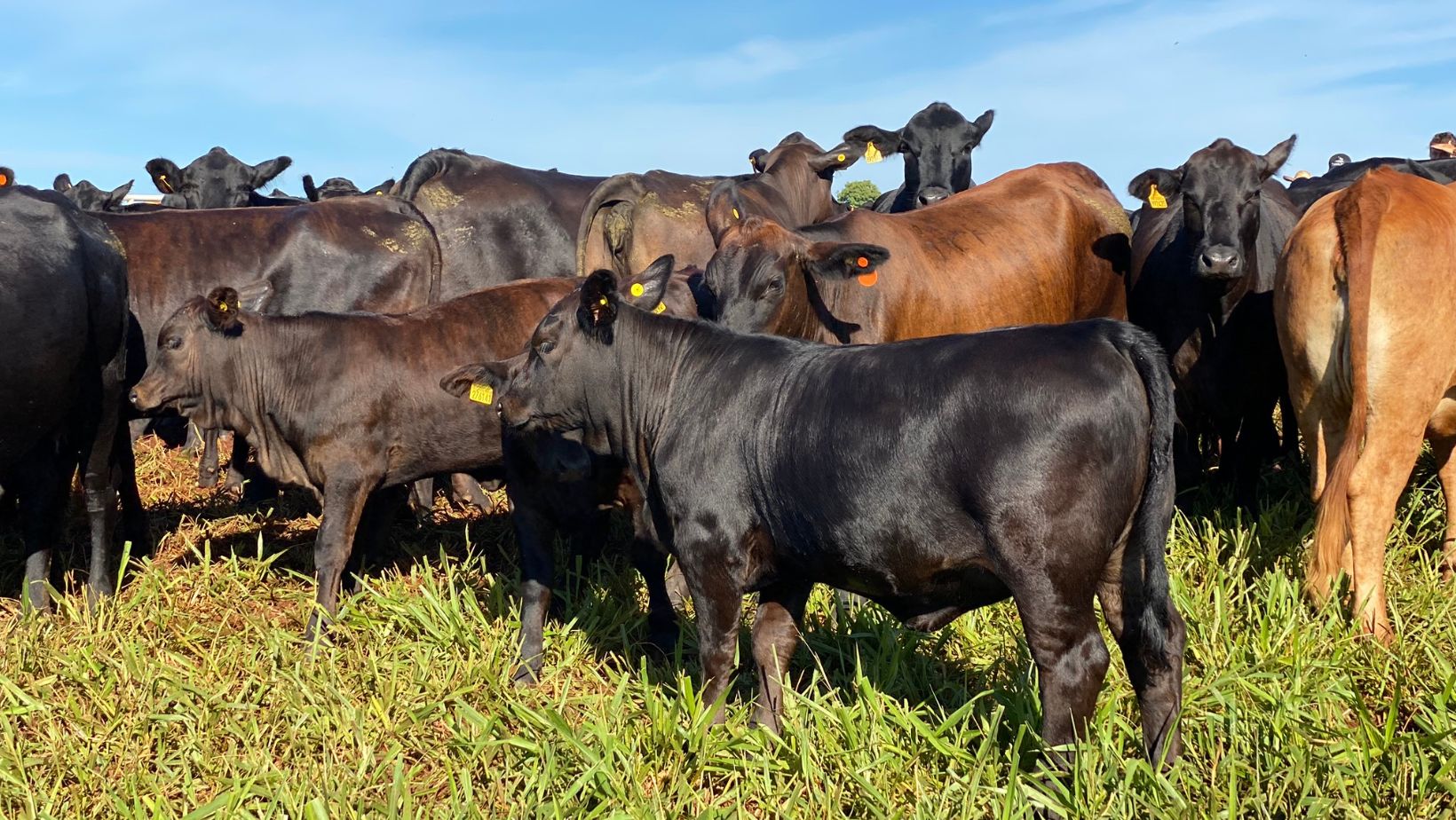 vacas e matrizes brangus com bezerro ao pe - Congresso Mundial Brangus