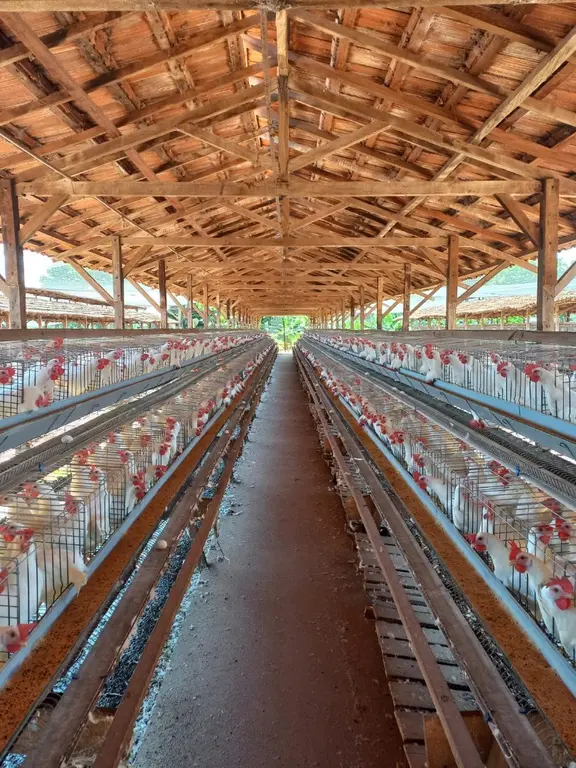 Queijos e ovos de Araçatuba já podem ser vendidos para o Brasil inteiro