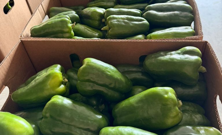 Pela primeira vez, Brasil exporta hortifrútis frescos em voo direto para a Ilha do Sal