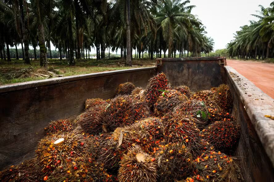 Agropalma vê alta de 20% na nova safra após El Niño de 2023 afetar ciclo passado