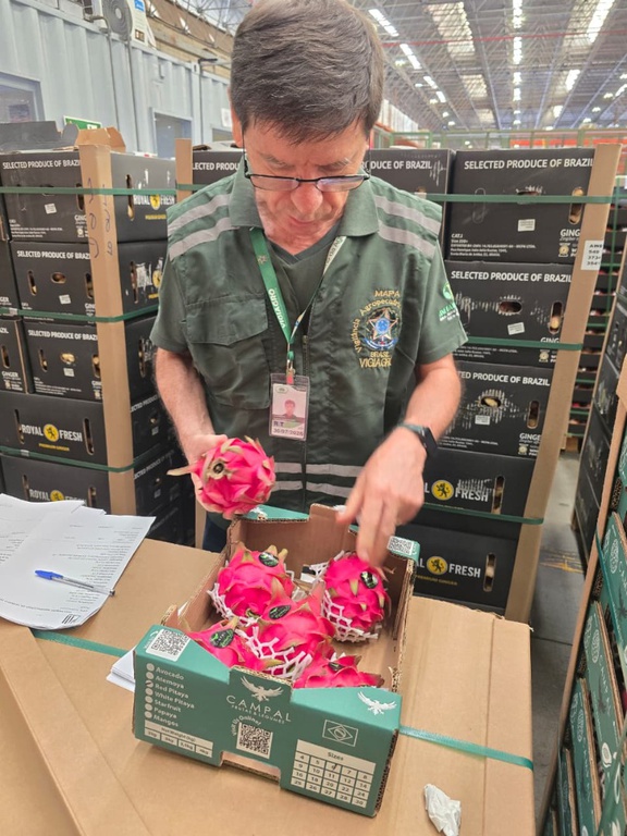 Pela primeira vez, Brasil exporta hortifrútis frescos em voo direto para a Ilha do Sal
