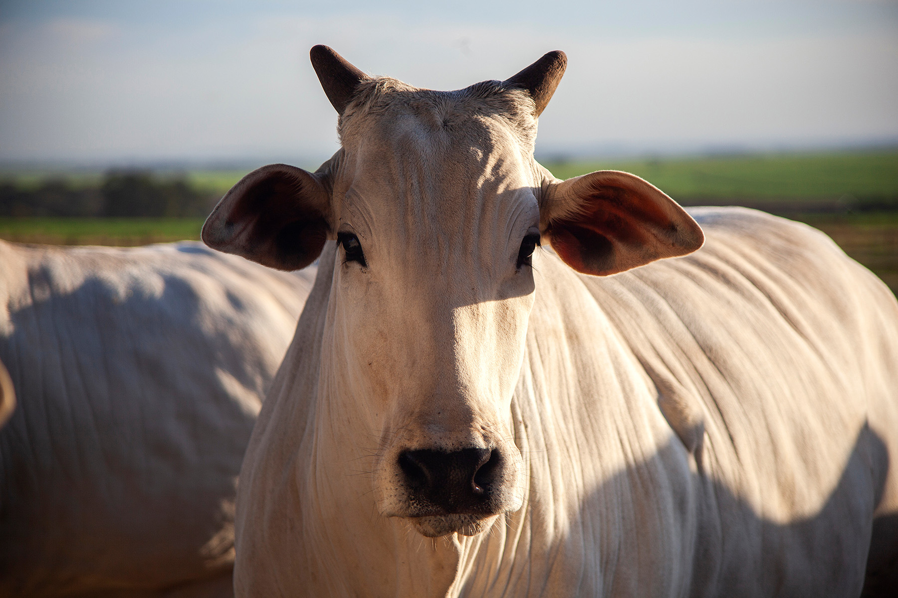 Com presença em mais de 1.000 leilões, Belgo Arames consolida força no agronegócio 