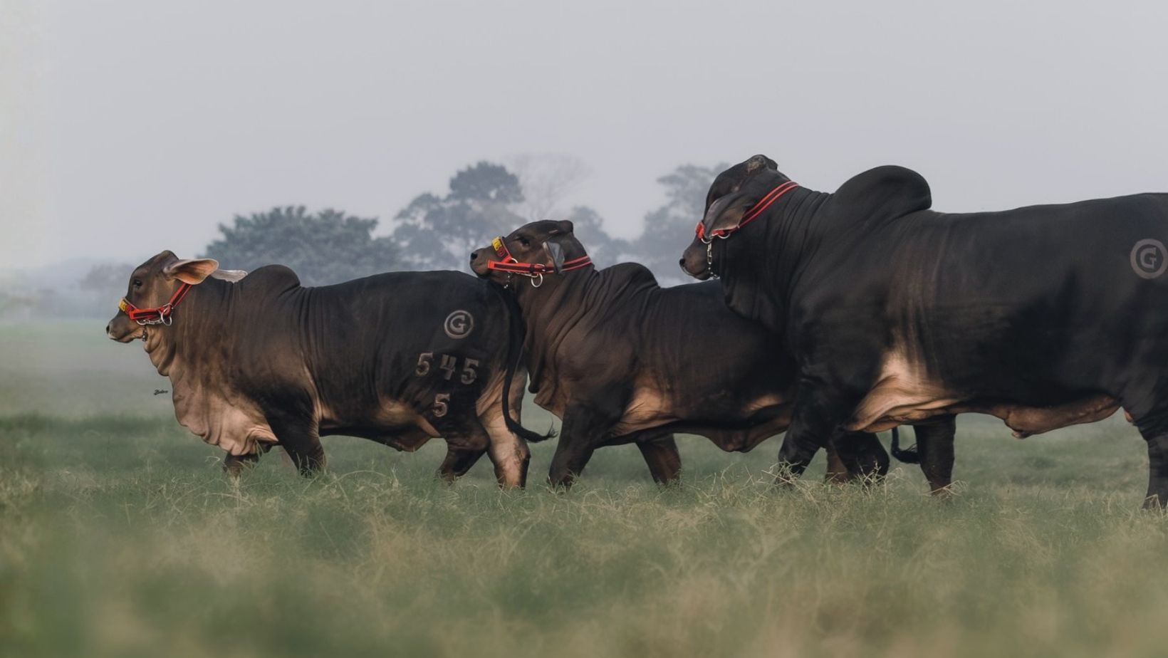 Brahman preto no Mexico - raca bovina gado