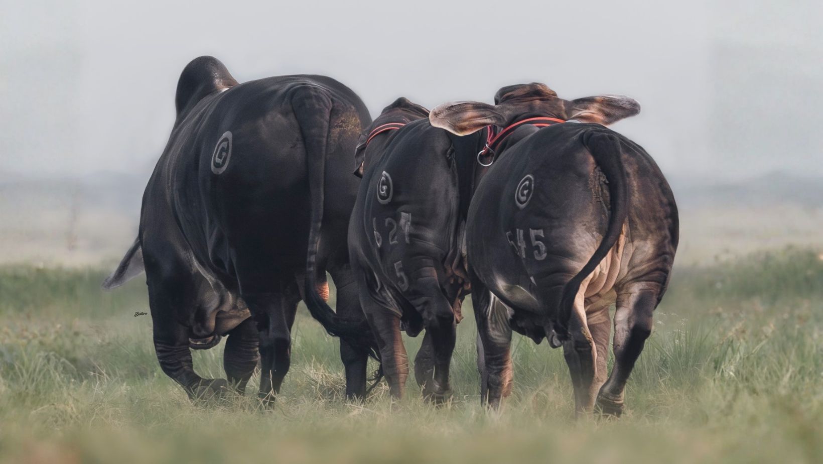 Brahman preto no Mexico