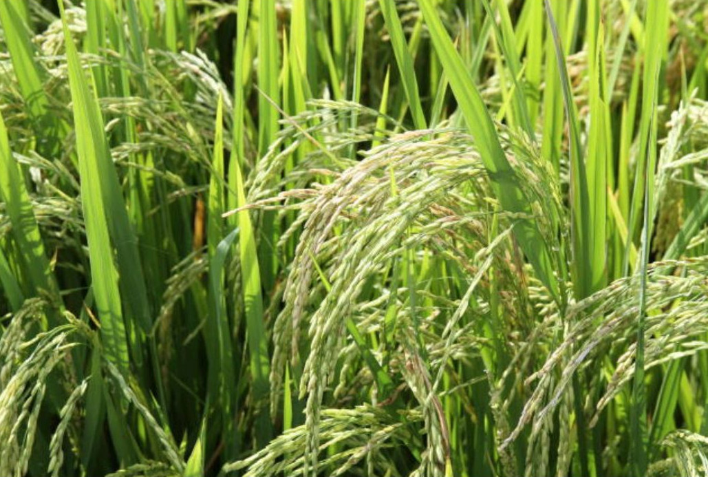 Arroz verde pode abrir nova frente de produção em meio ao risco de seca