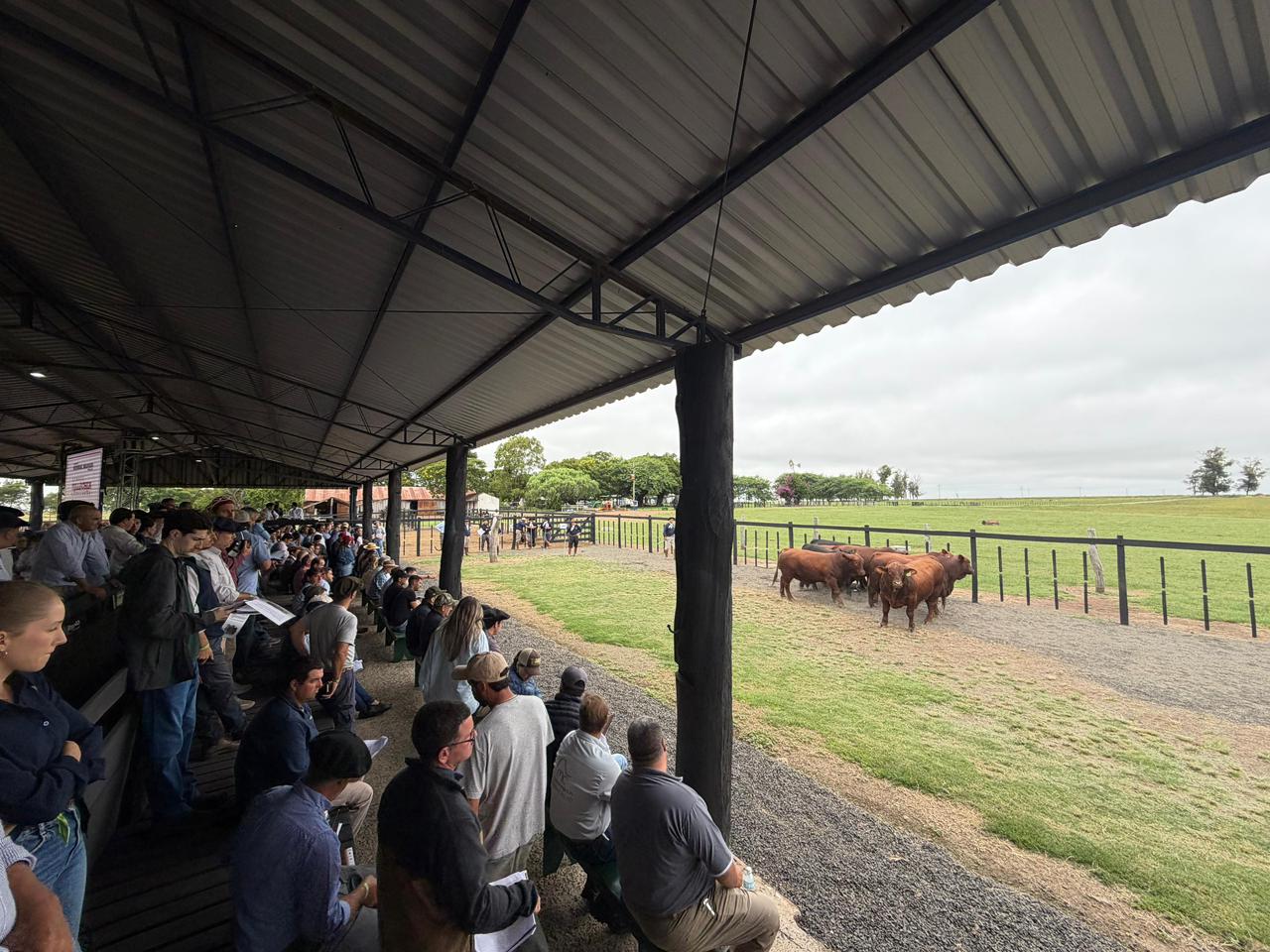 Congresso Mundial Brangus - cred.GabrielBarros