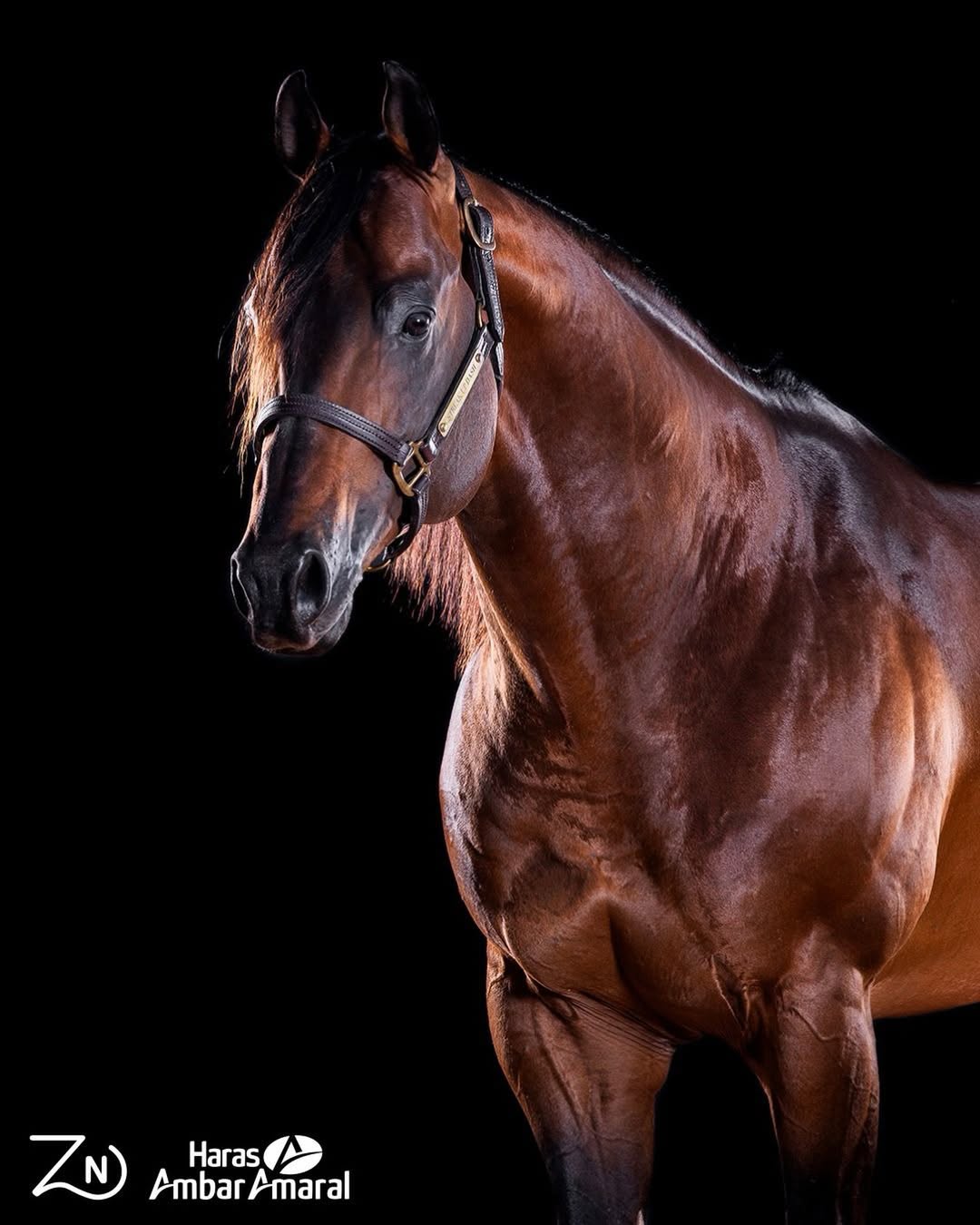 Zé Neto e Haras Ambar Amaral sacodem o mercado com incentivo de R$ 6 milhões no 6º Leilão Black Tie