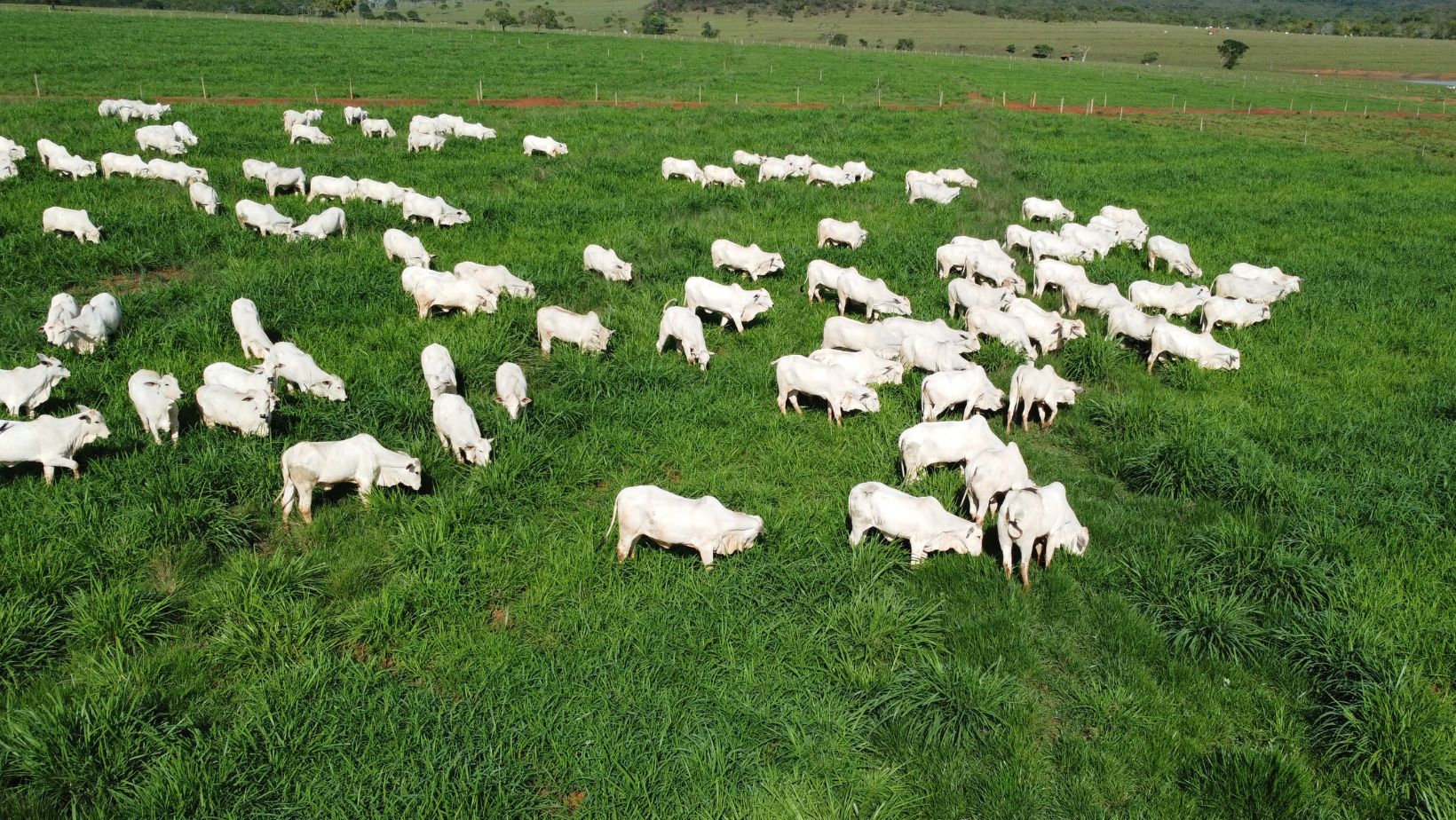 Fazenda Nelore Cascao - Gado Nelore PO Elite