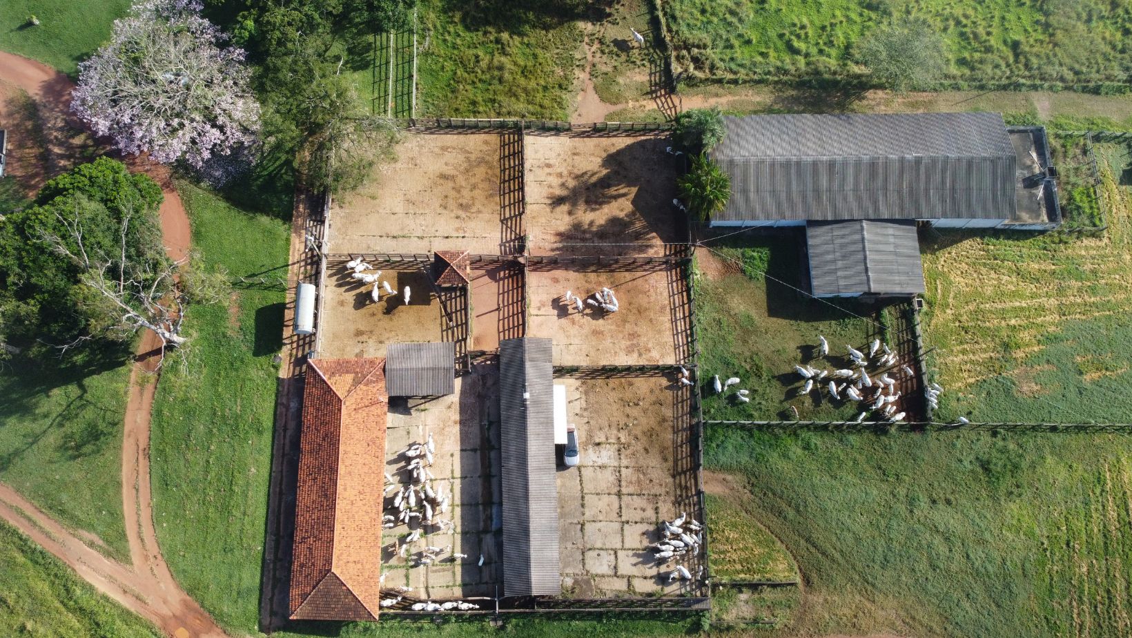 Fazenda Nelore Cascao - Gado Nelore PO Elite