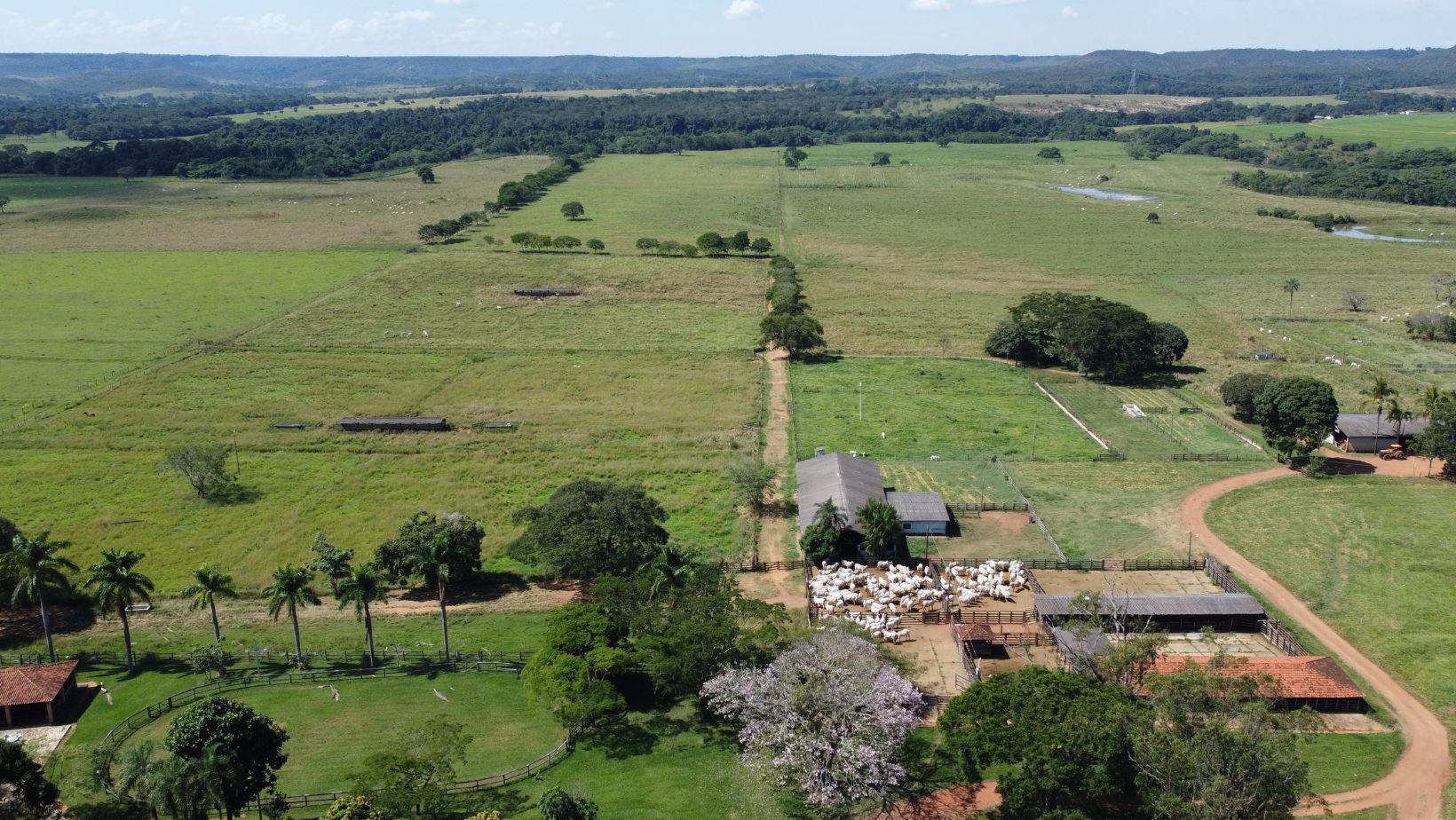 Fazenda Nelore Cascao - Gado Nelore PO Elite