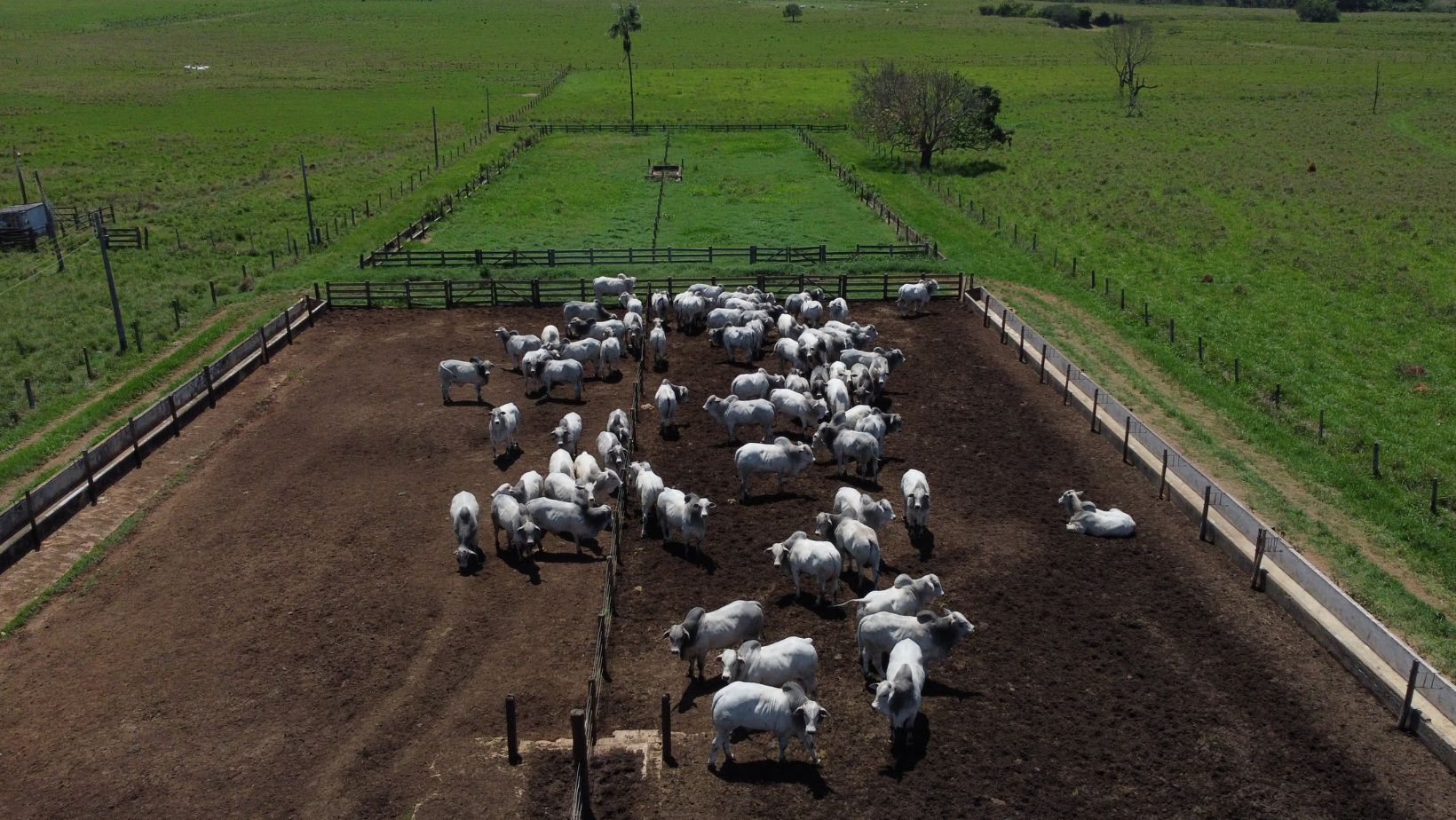 Fazenda Nelore Cascao - Gado Nelore PO Elite