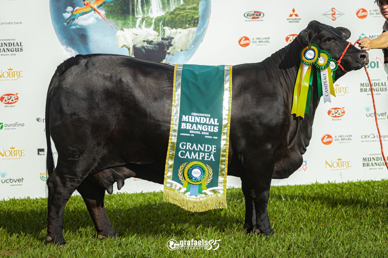 Mundial Brangus 2026 - GC_Adulta