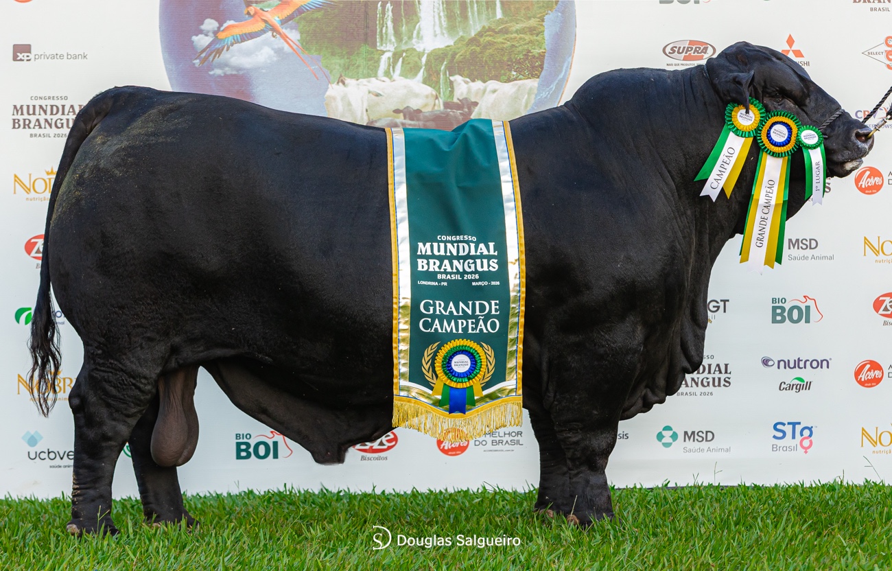 Mundial Brangus 2026 - GC_Adulto