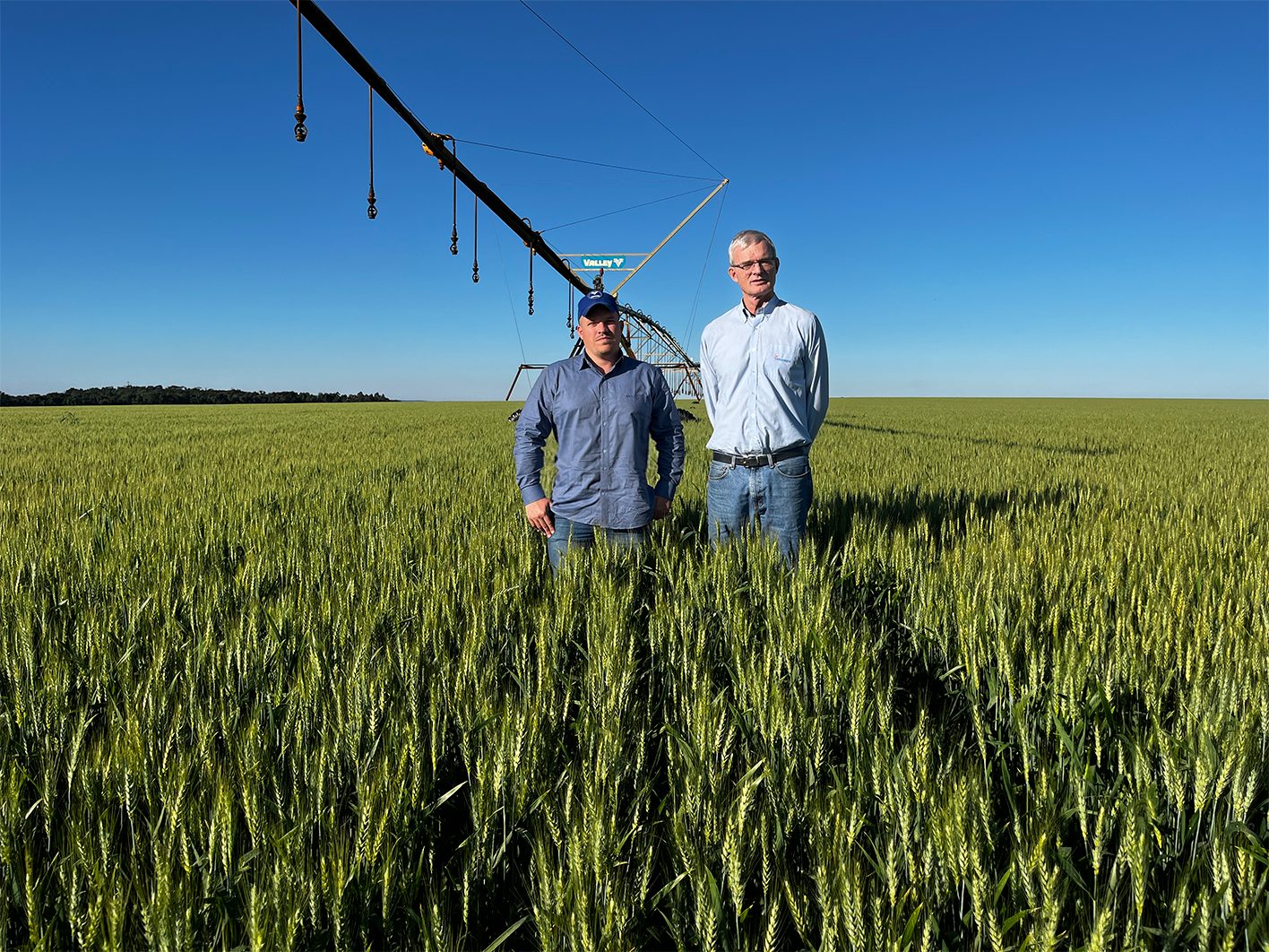 Trigo irrigado rende até o dobro da média nacional em fazenda do interior de SP