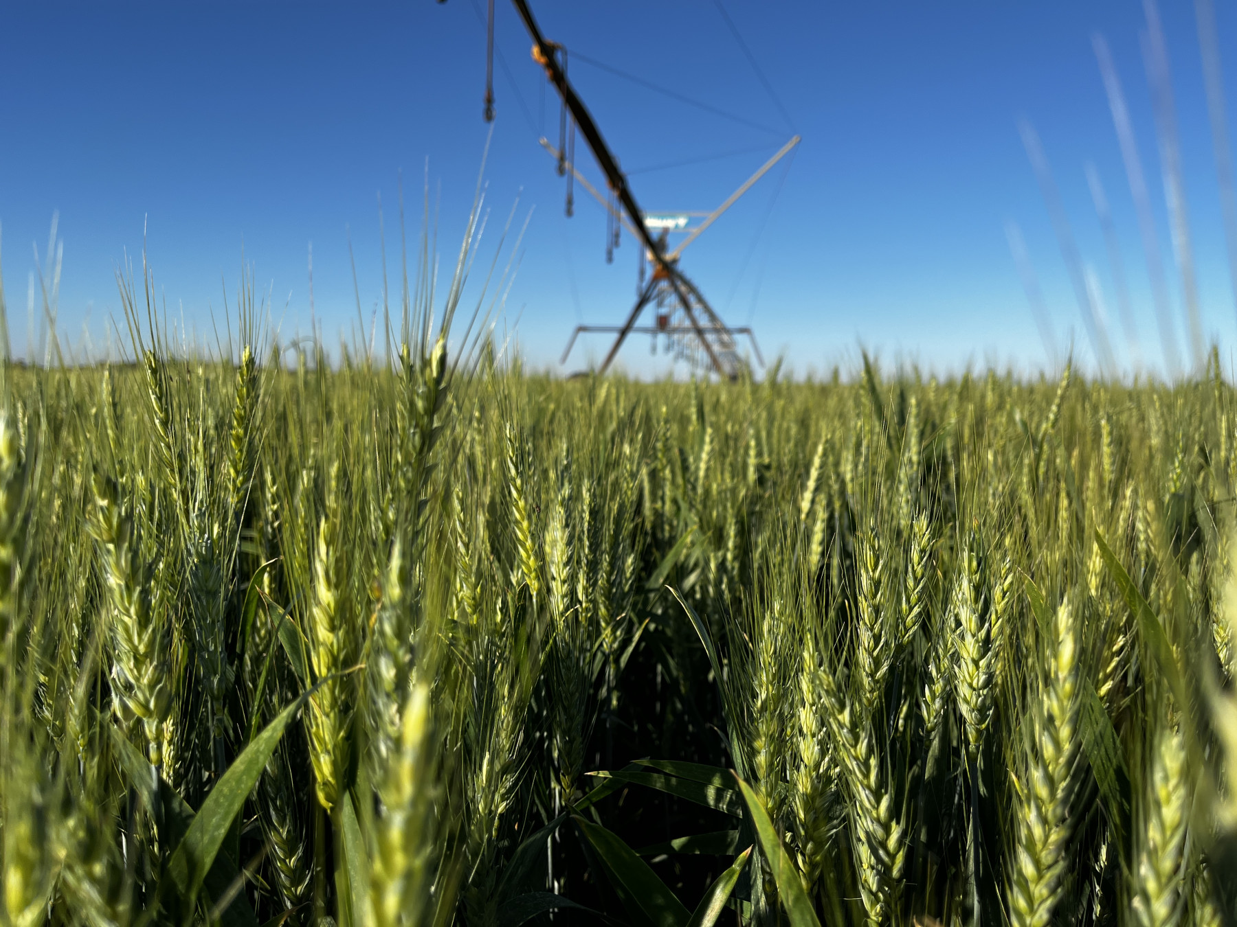 Trigo irrigado rende até o dobro da média nacional em fazenda do interior de SP