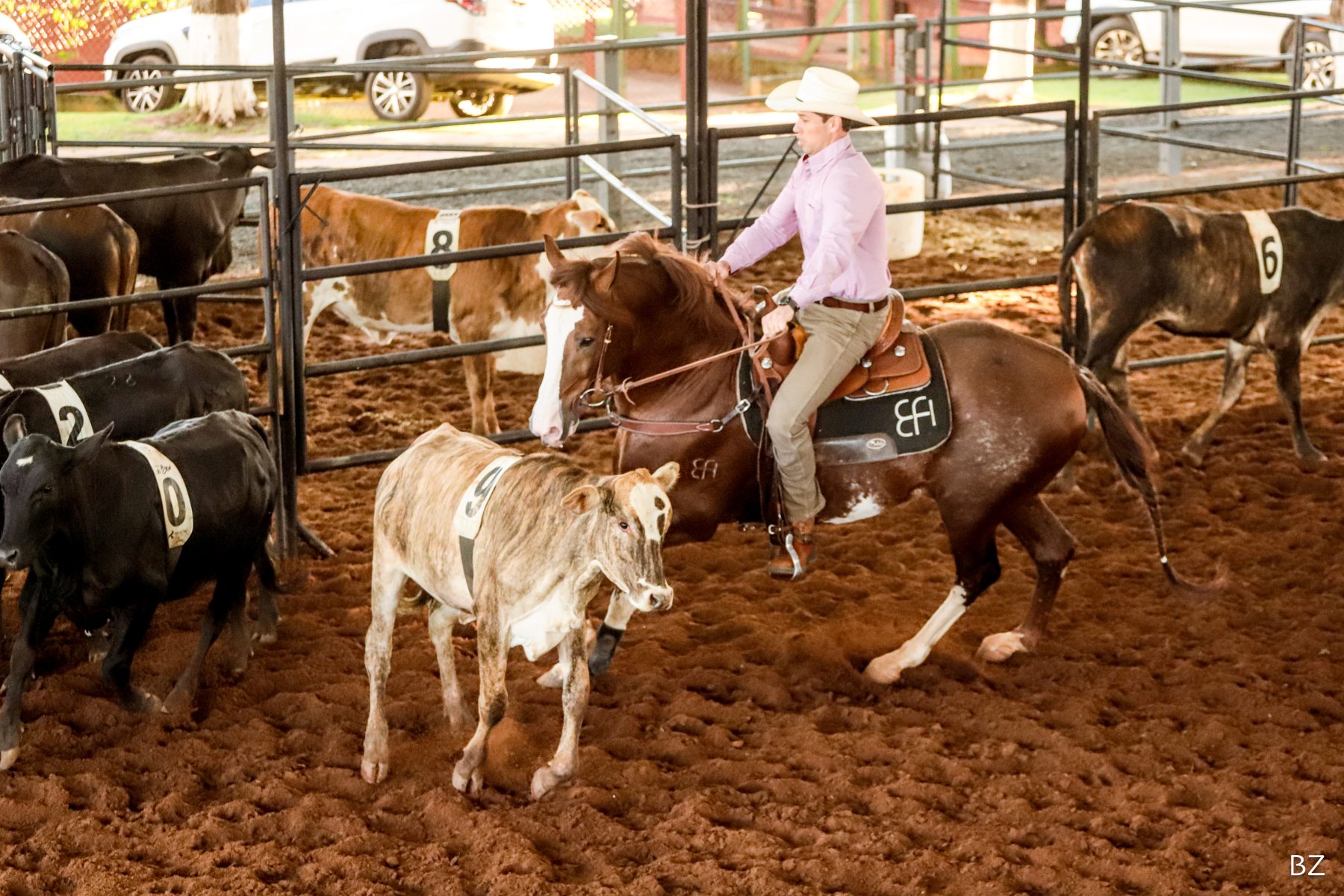 Mangalarga lança a agenda das etapas do Ranch Sorting 2026