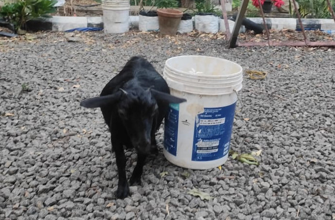 menor cabra do mundo