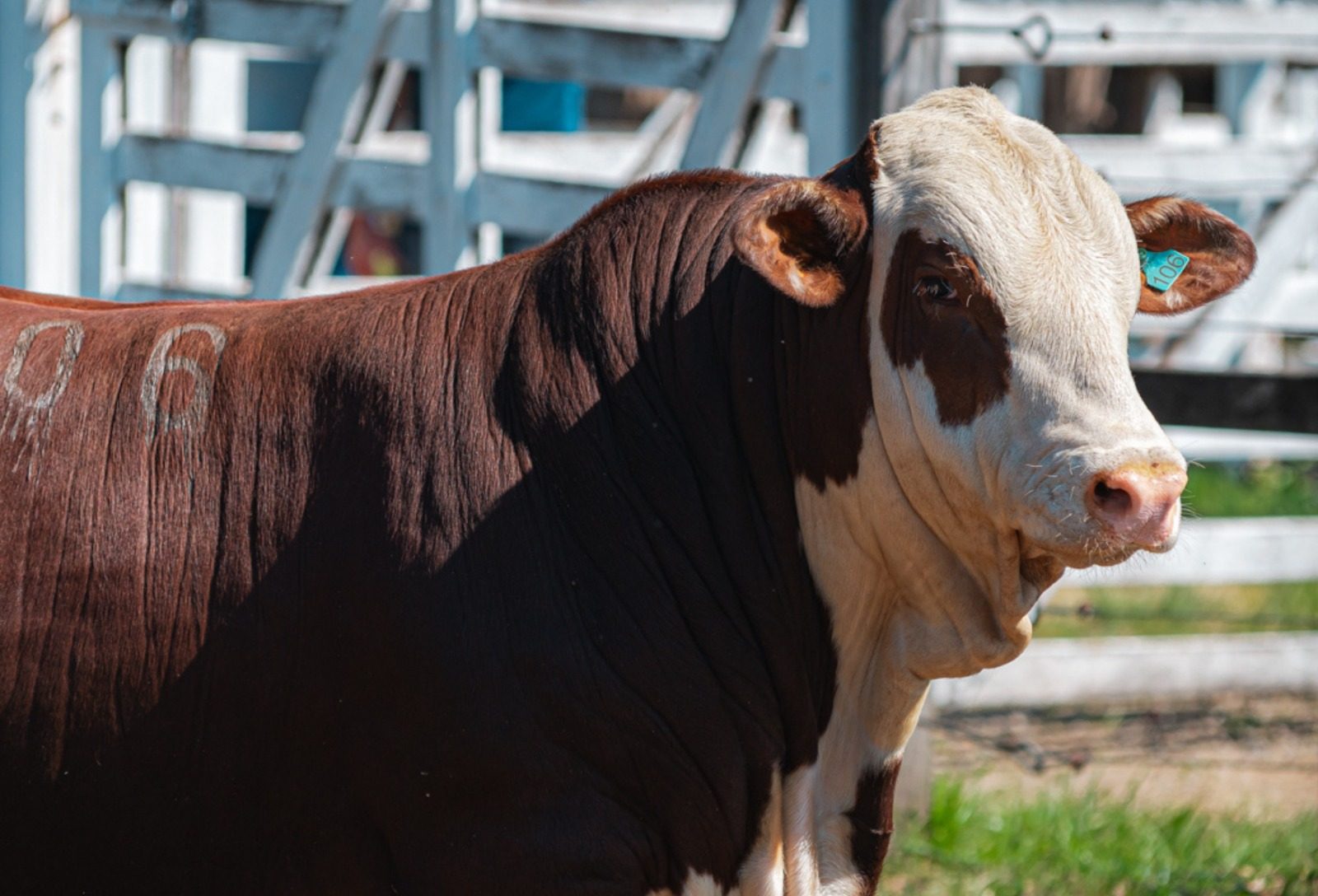 Hereford e Braford ganham espaço no Oeste catarinense em meio à expansão da pecuária