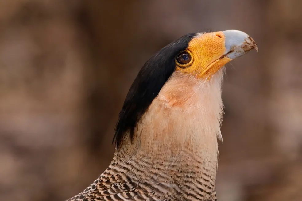 Águia ou Falcão? Entenda o que é o Carcará e por que ele se tornou uma lenda nordestina