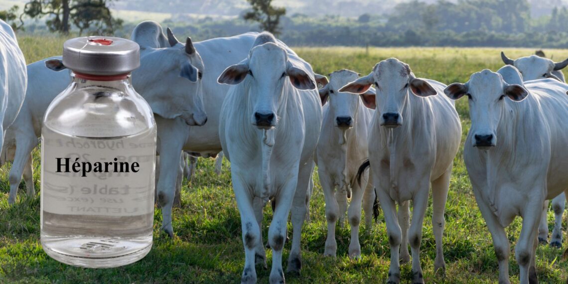Mina de ouro: Por que o setor farmacêutico fatura bilhões com o que o pecuarista joga fora?