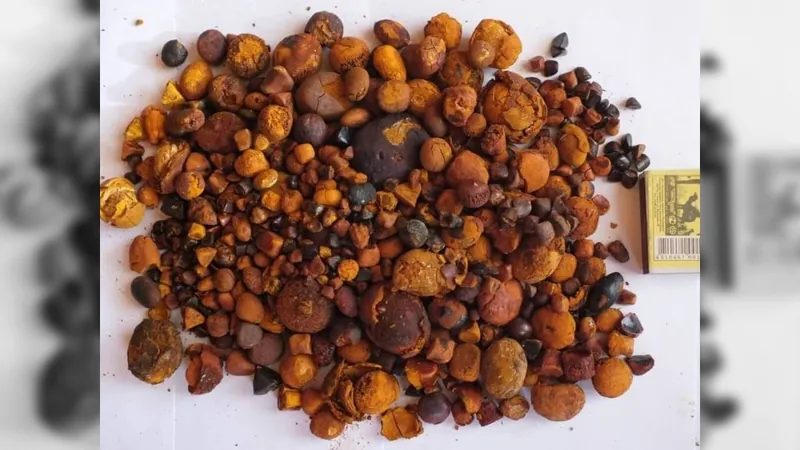 Mina de ouro: Por que o setor farmacêutico fatura bilhões com o que o pecuarista joga fora?