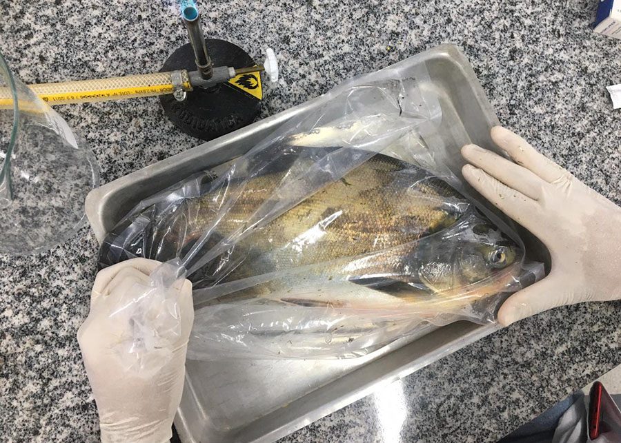Embrapa identifica presença de salmonela em peixes da região Centro-Oeste