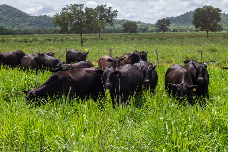 Empresário Caio Penido, que herdou a Fazenda Roncador, diversifica modelo tradicional da pecuária, investe em marca de carne premium e aposta em integração produtiva para aumentar rentabilidade no campo, mirando captura de valor fora da indústria