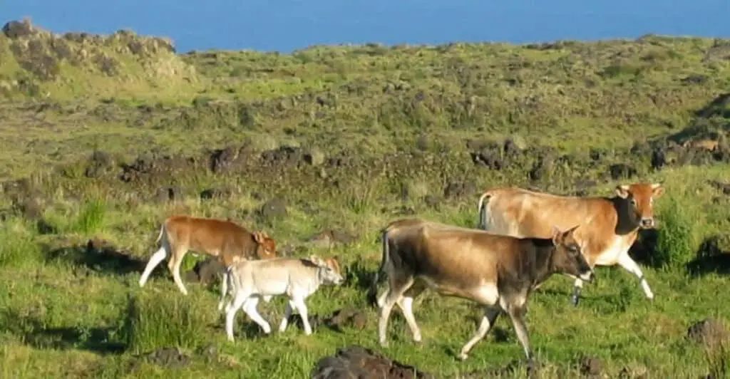 Há 130 anos, um rebanho de vacas foi abandonado em uma ilha deserta, e um estudo genético deixou os pesquisadores perplexos