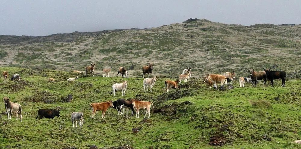 Há 130 anos, um rebanho de vacas foi abandonado em uma ilha deserta, e um estudo genético deixou os pesquisadores perplexos