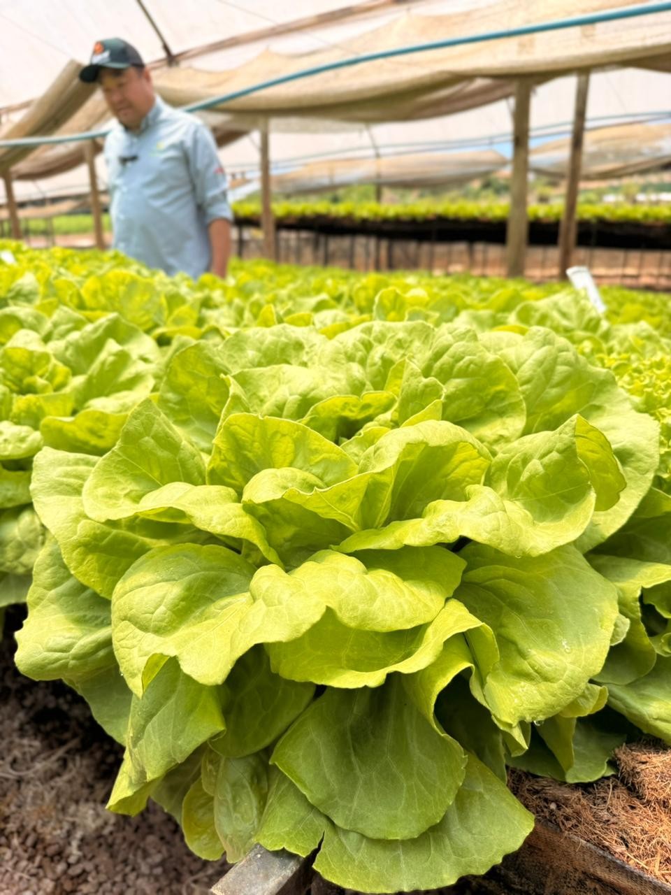 Bioinsumos ganham espaço na produção de frutas e verduras com foco em eficiência e equilíbrio do meio ambiente