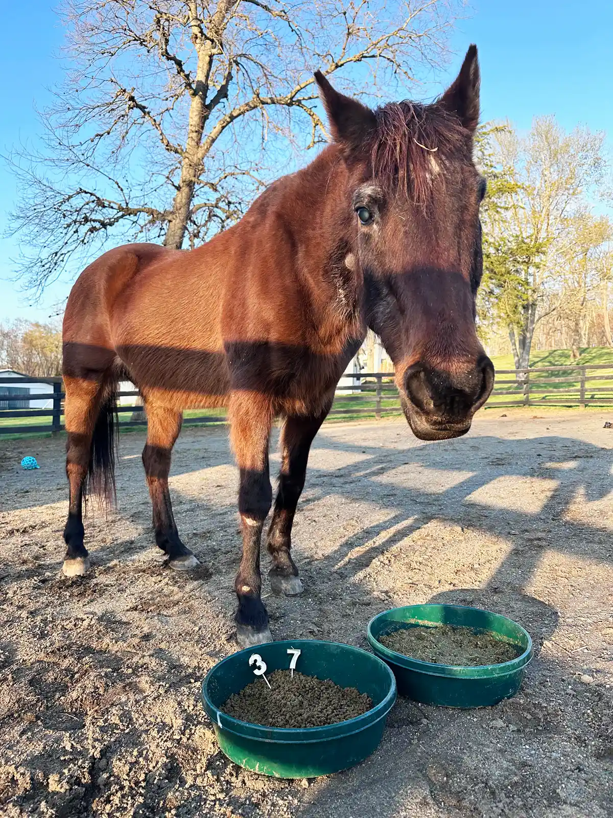 égua mais velha do mundo