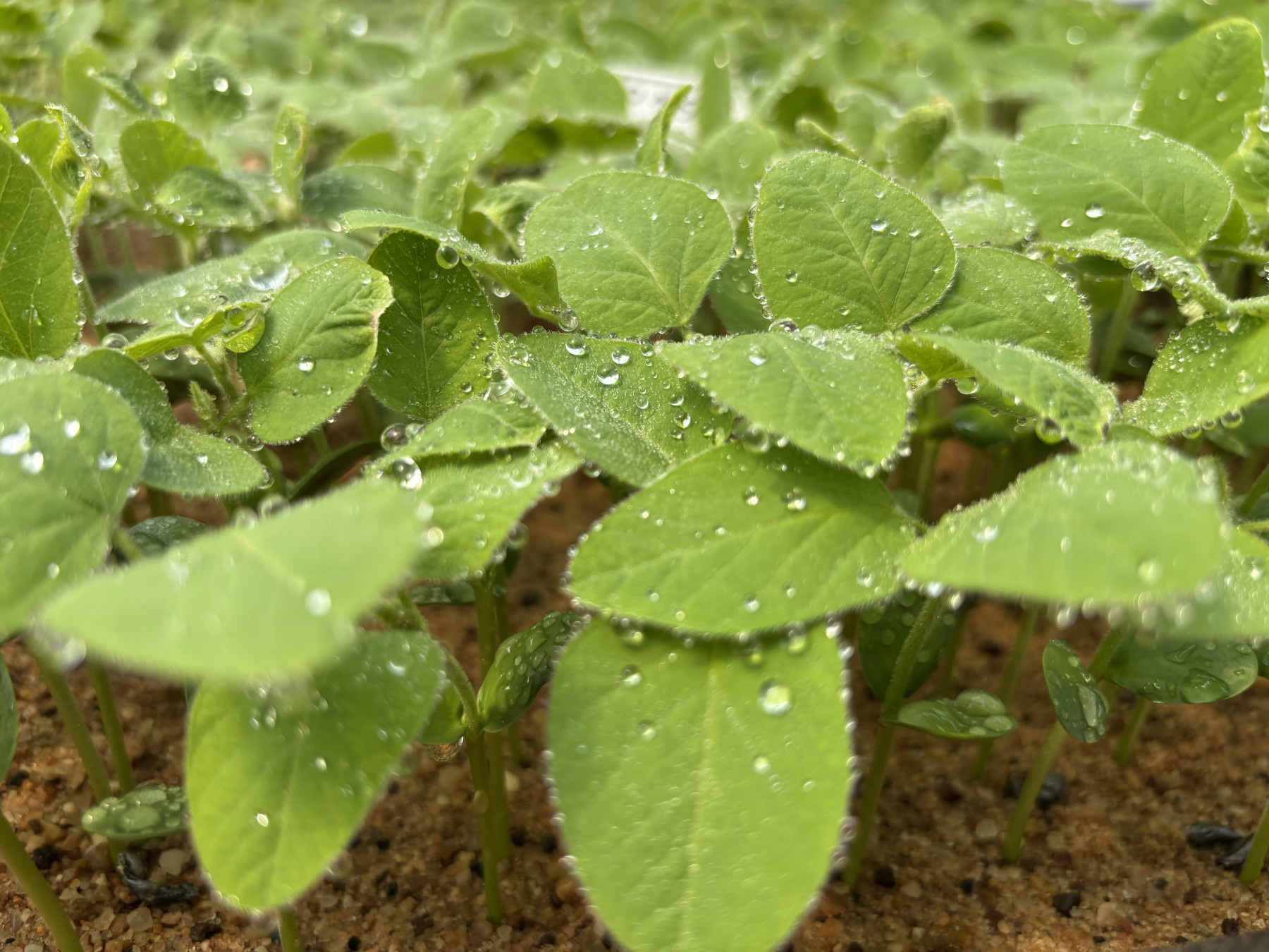 soja verde na lavoura - grupo conceito