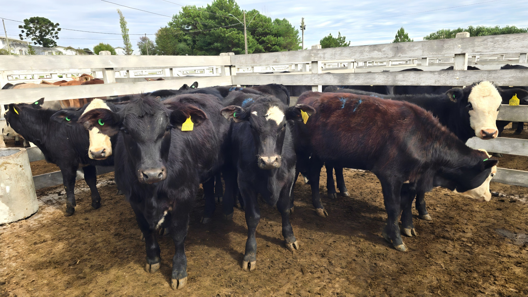 Feira do Terneiro evidencia elevado padrão da pecuária em São Joaquim