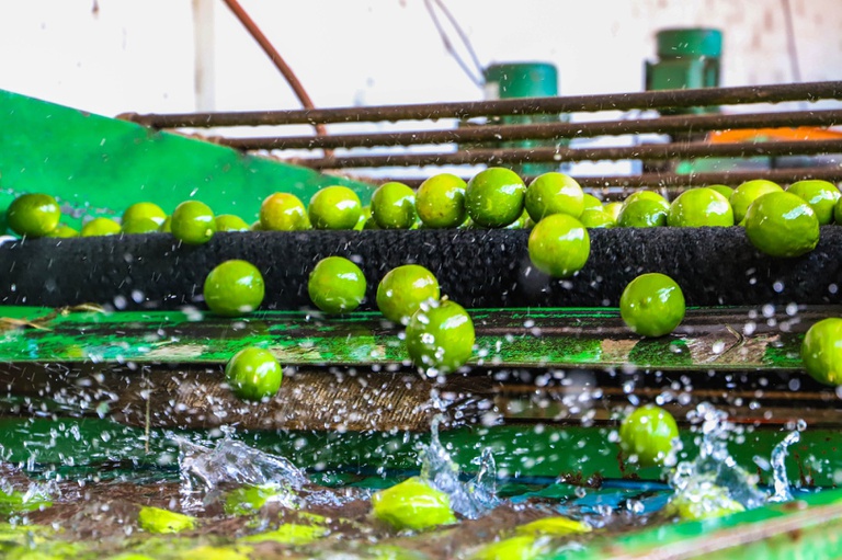 Missão internacional avança na abertura do mercado cubano para frutas brasileiras