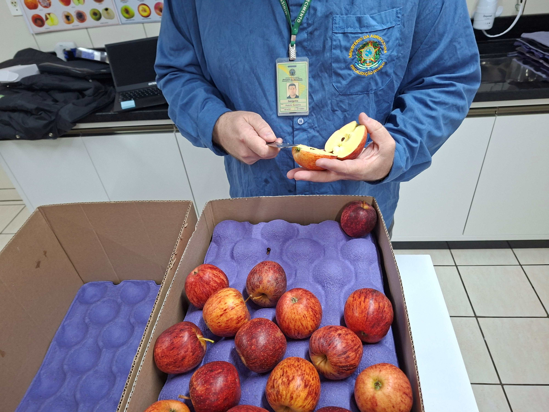 Santa Catarina agora pode exportar maçã diretamente pelos portos catarinense