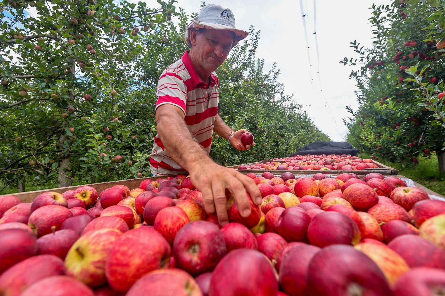 Santa Catarina agora pode exportar maçã diretamente pelos portos catarinense