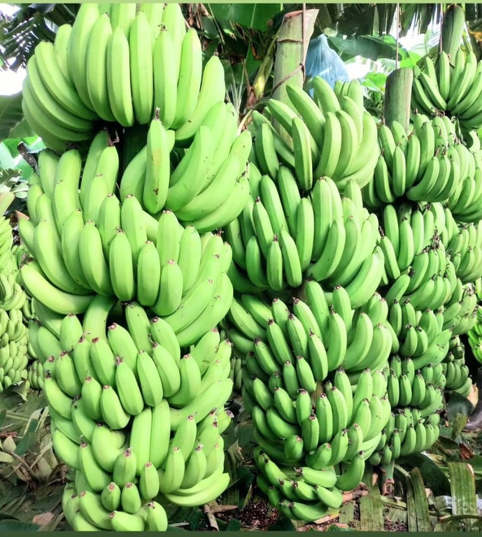 Sustentabilidade marca nova IG de São Paulo: banana do Vale do Ribeira conquista reconhecimento